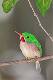 Broad-billed Tody